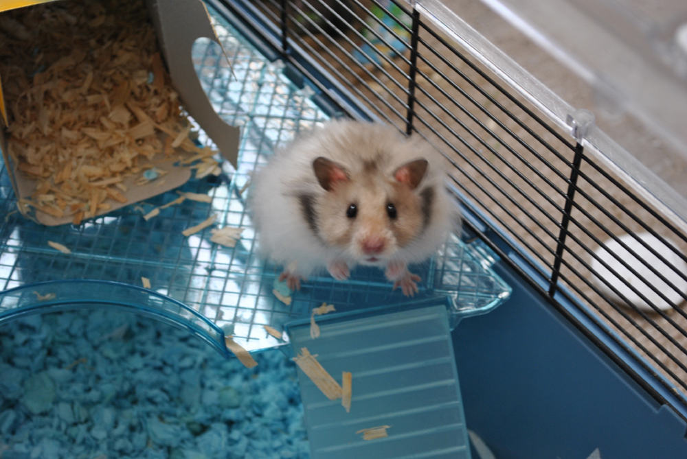 Einstein Gallery Hh Forum Hamster Hideout Forum