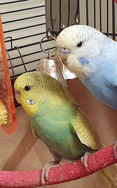 Birbs2.jpg