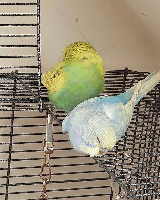 Birbs4.jpg