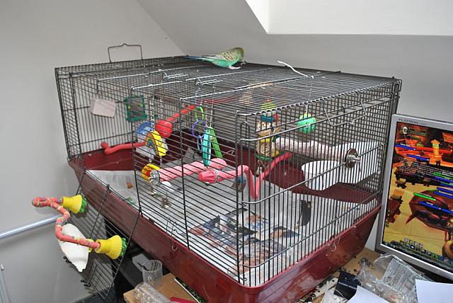 ideal budgie cage