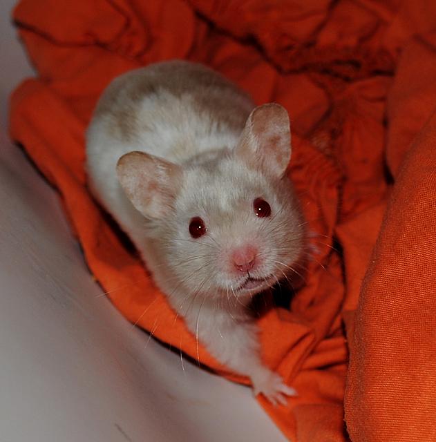 hamster with red eyes