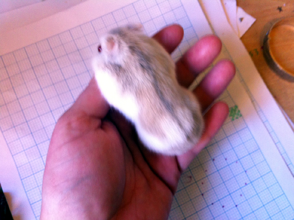 winter white hamster changing color